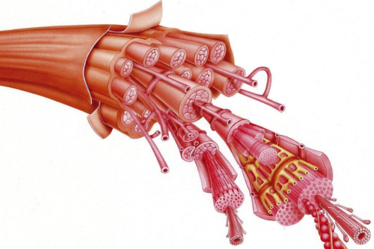 骨骼肌图 骨骼肌图