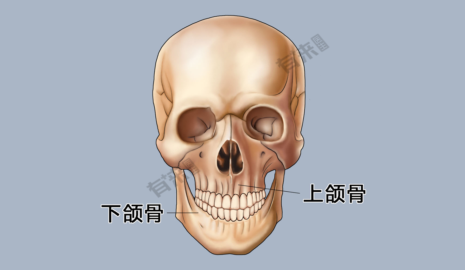 上颌骨额突图片图片