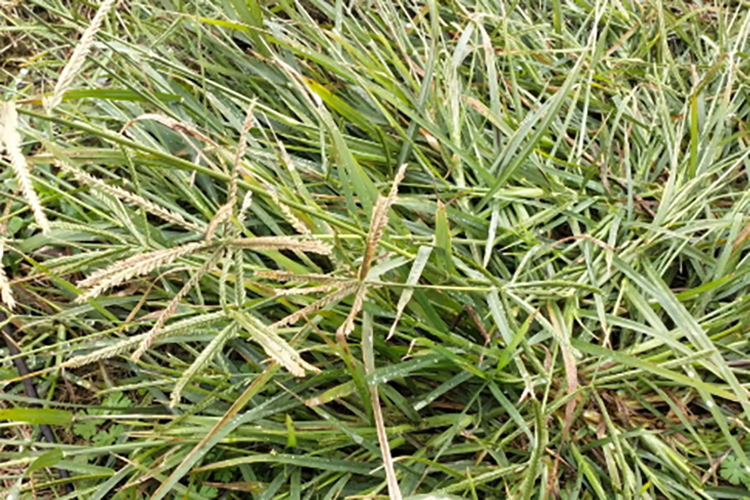 牛筋草图 牛筋草图