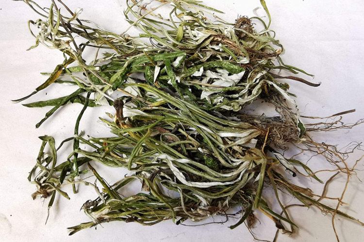 上青下白药材图