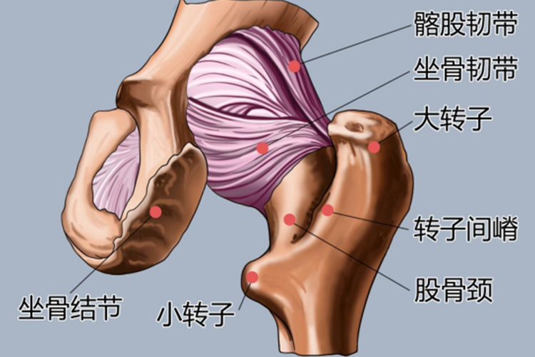 髋关节后面结构图