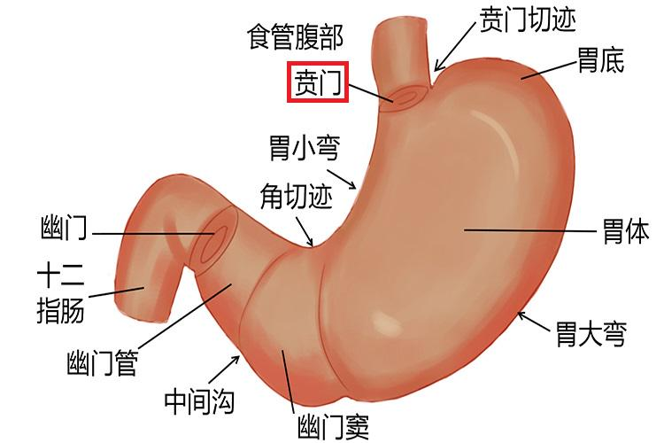 贲门位置图