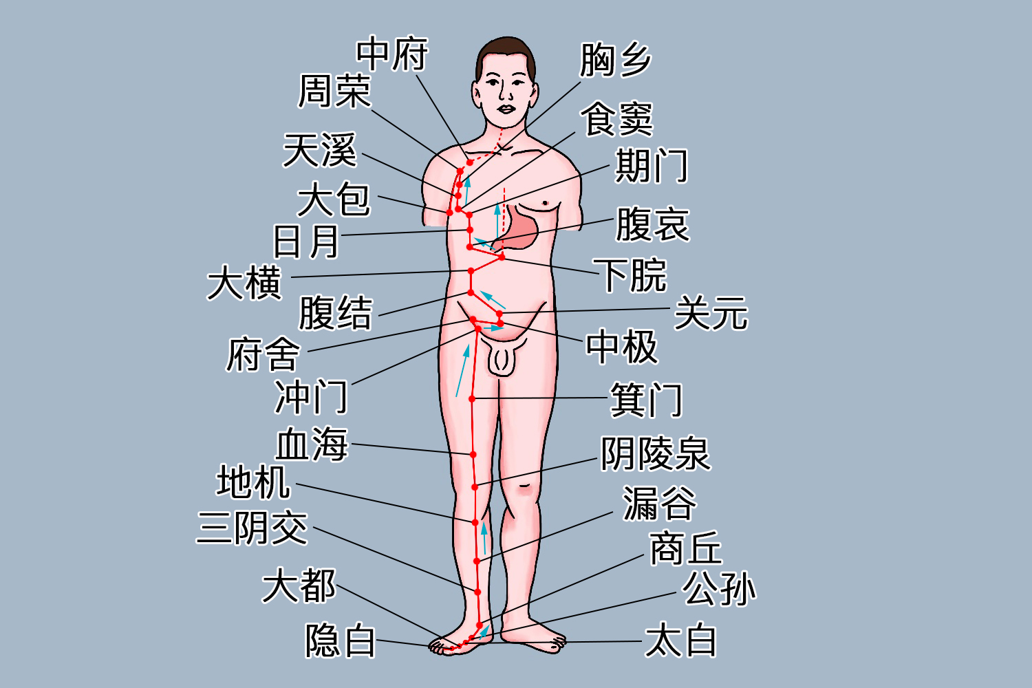 脾经经络图