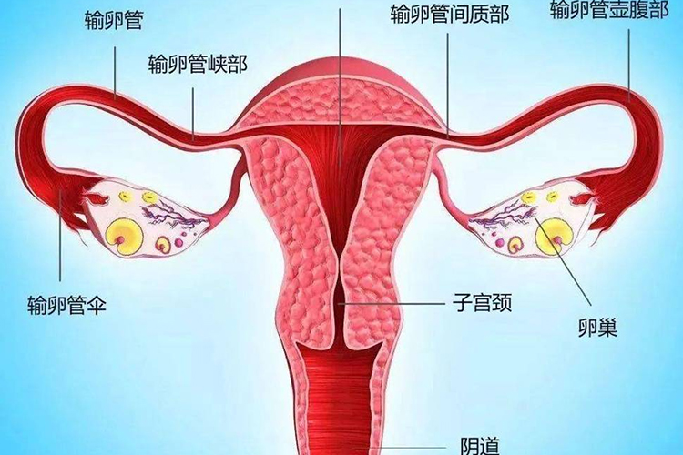 输卵管形态图
