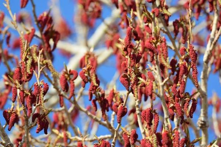 加拿大杨树花图 加拿大杨树花图