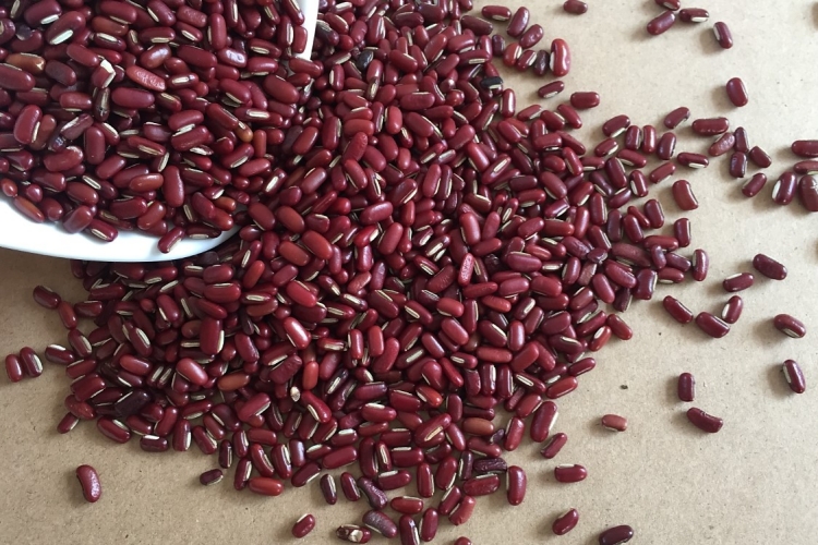 赤小豆图 赤小豆图