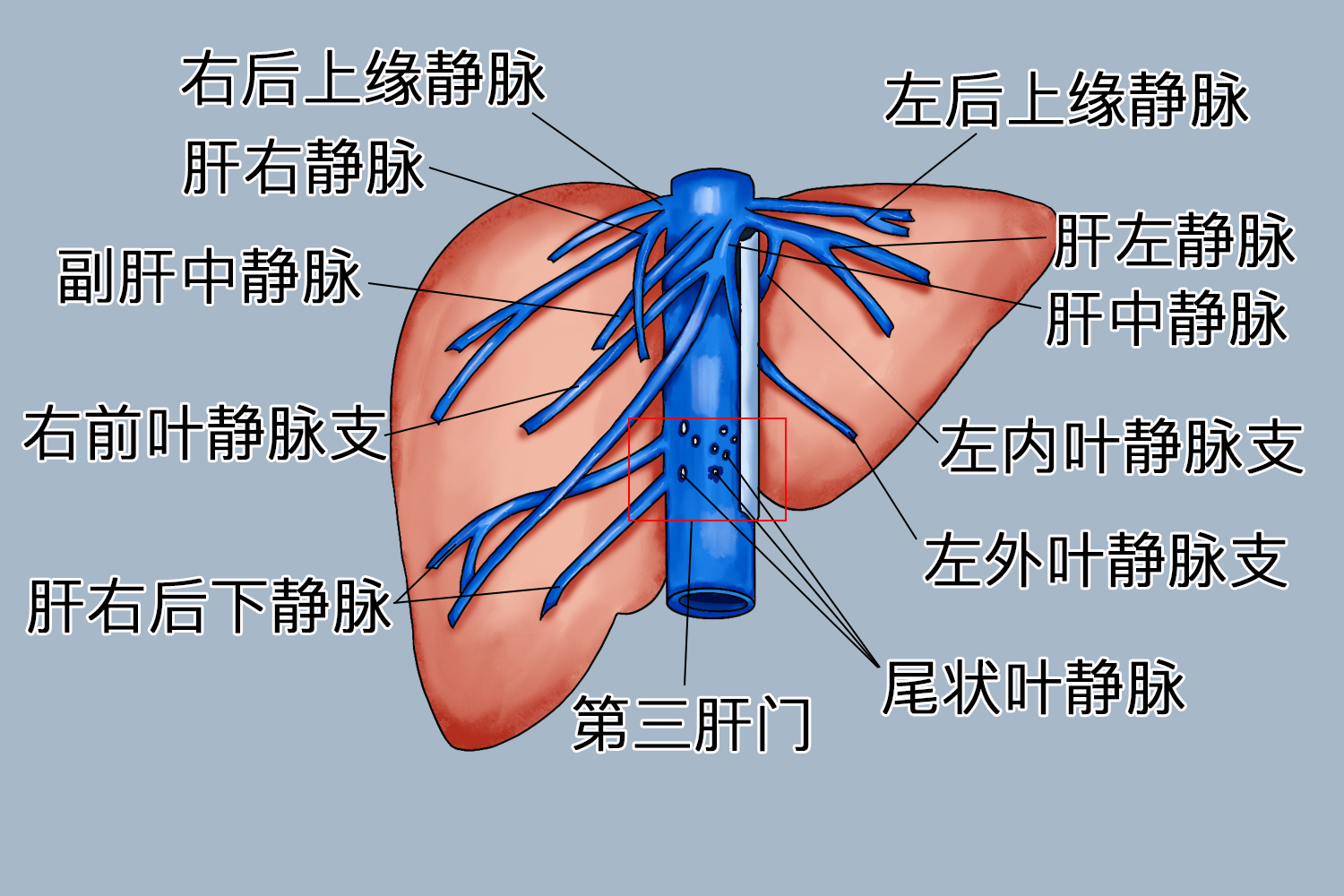 第一肝门名词解释图片