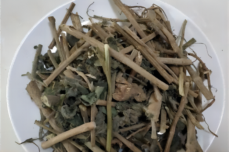 荨麻草图片大全_有来医生