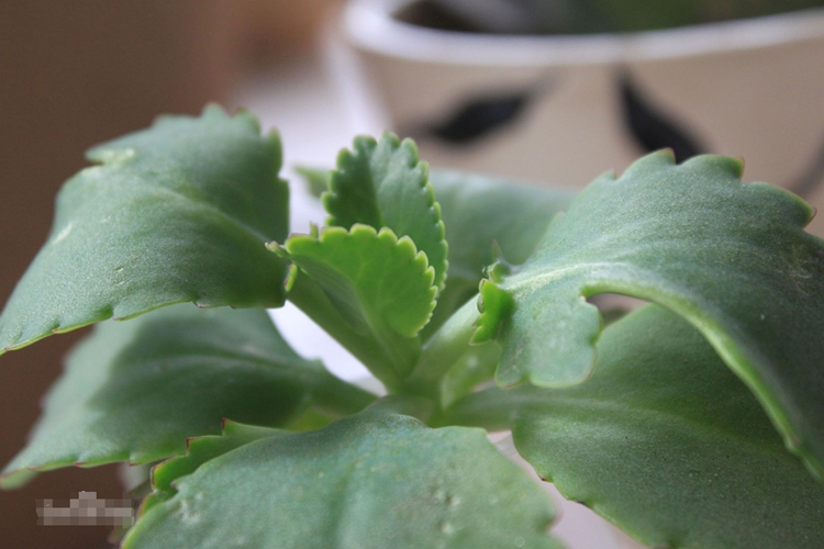 伤药草药药材图