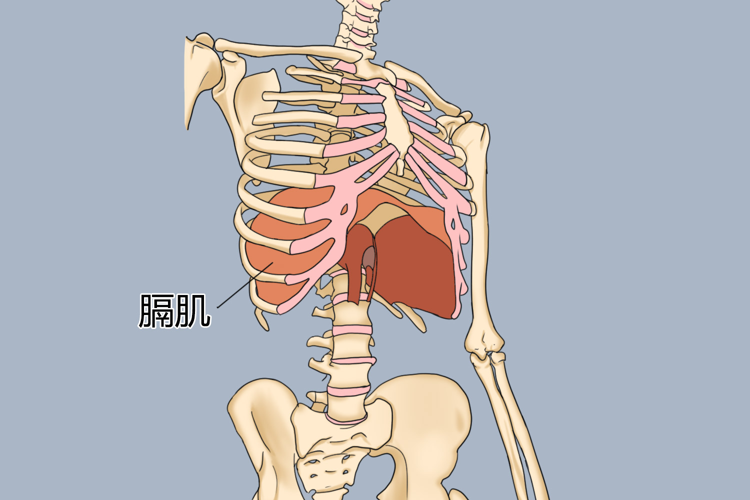 膈肌图