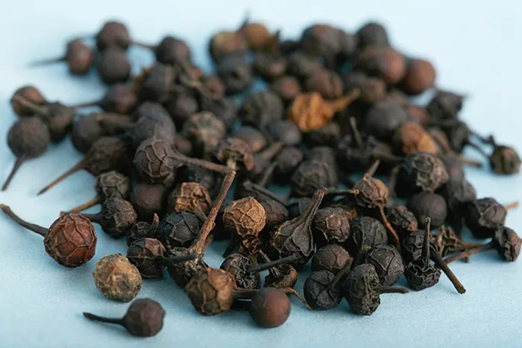 山苍子入药图 山苍子入药图