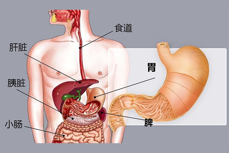 脾与胃的关系图