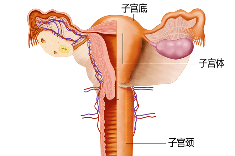 宫颈位置图