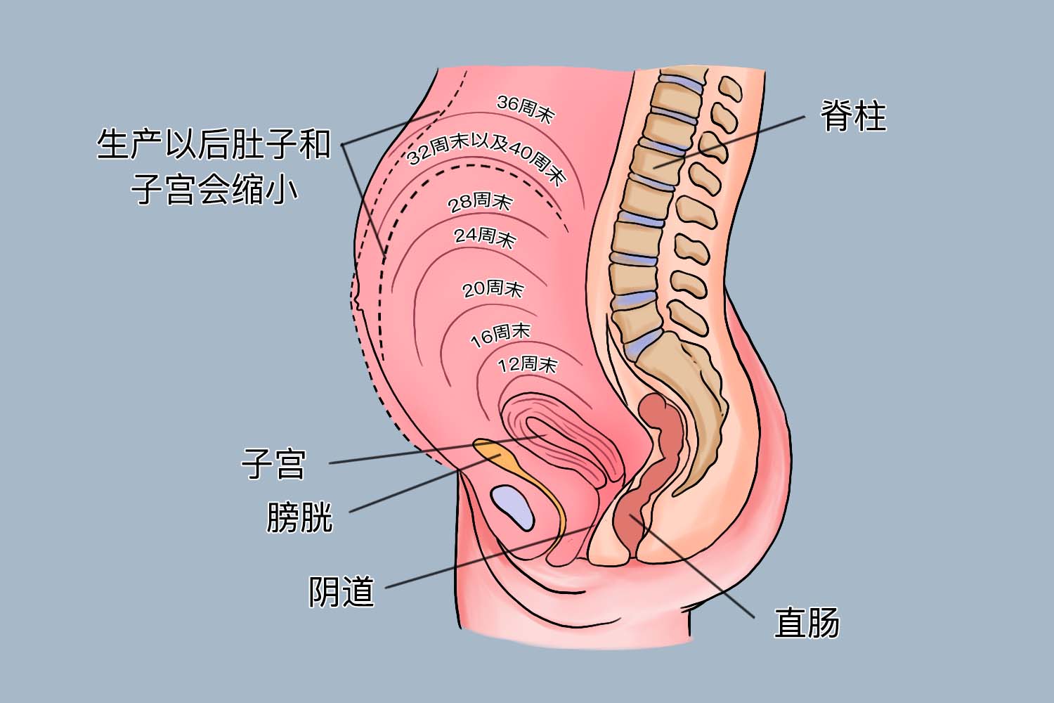 孕期子宫位置变化图