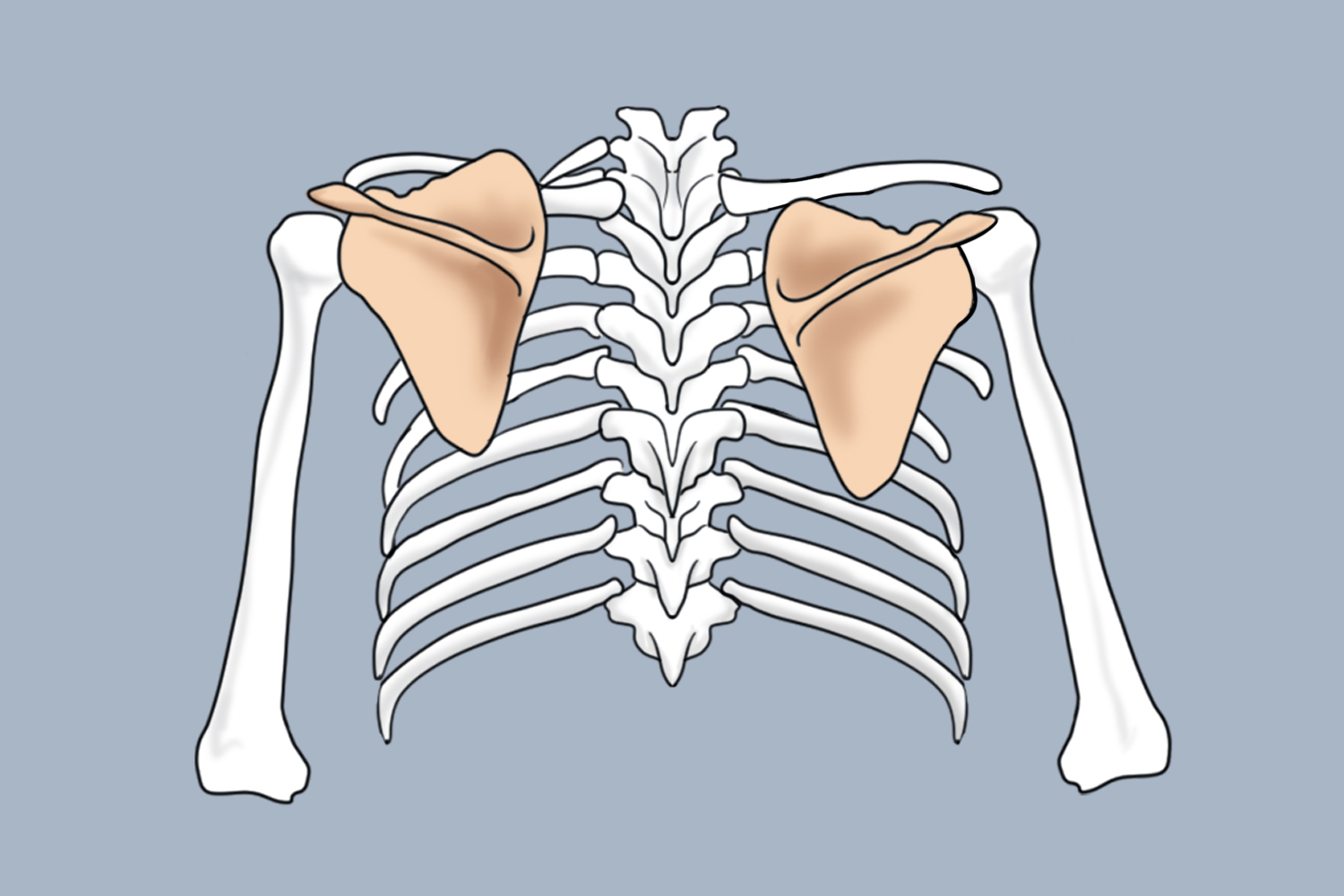 高低不对称肩胛骨图