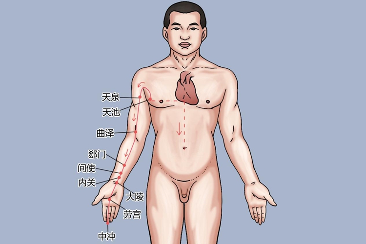 手厥阴心包经图