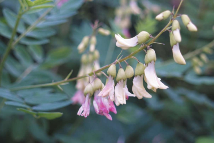 膜荚黄芪植株图 膜荚黄芪植株图