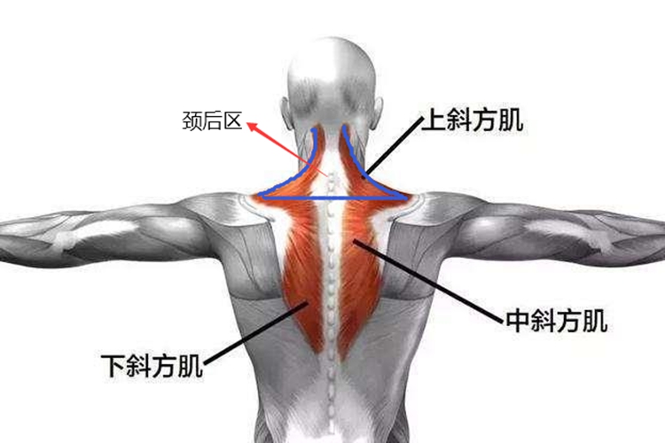 颈后区图