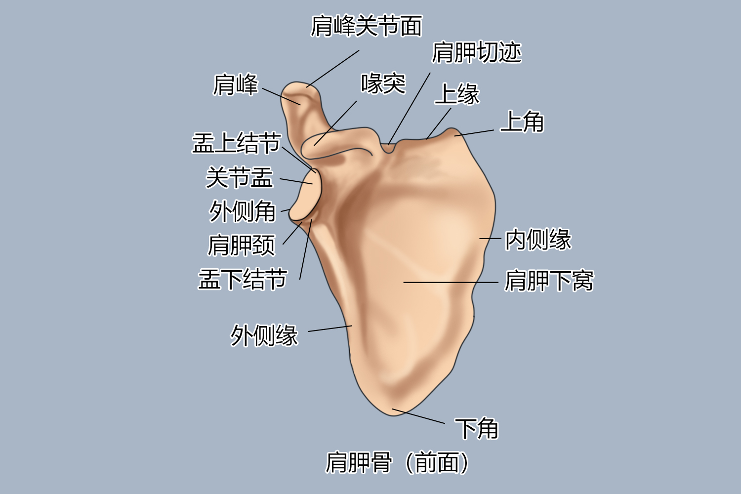 肩胛骨前面解剖结构图