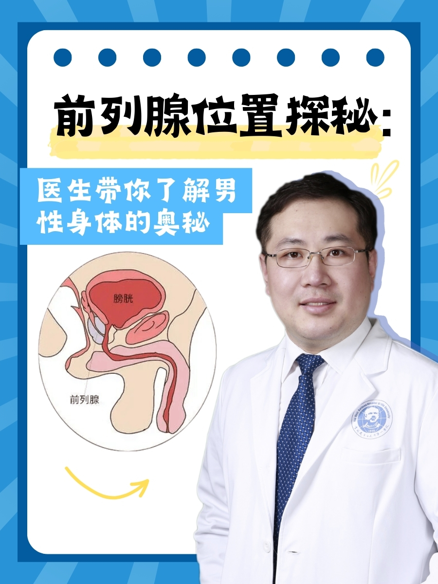 前列腺位置探秘：医生带你了解男性身体的奥秘