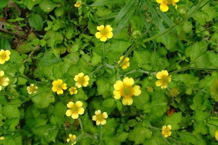 猫爪草植株图 猫爪草植株图