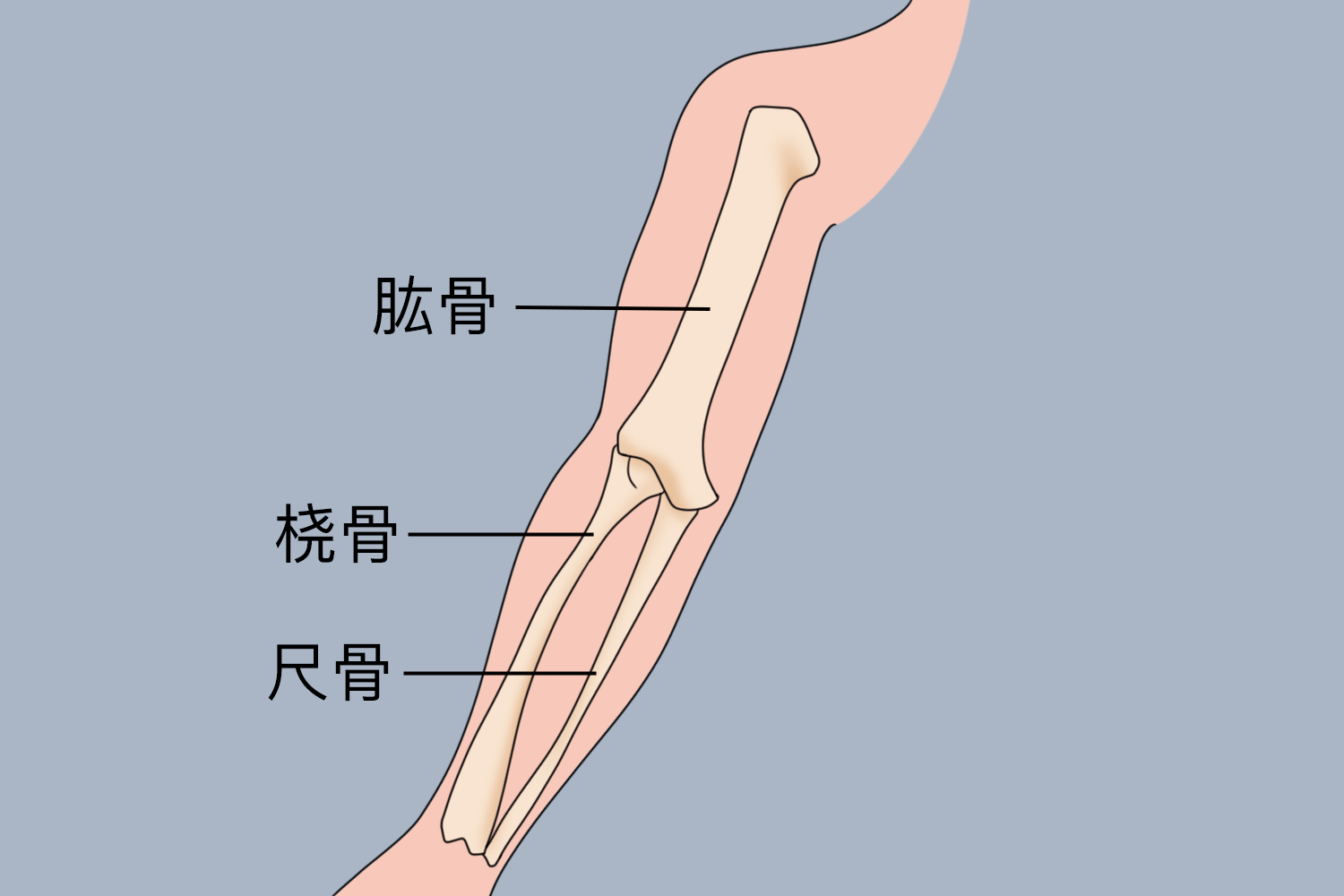 胳膊骨骼示意图