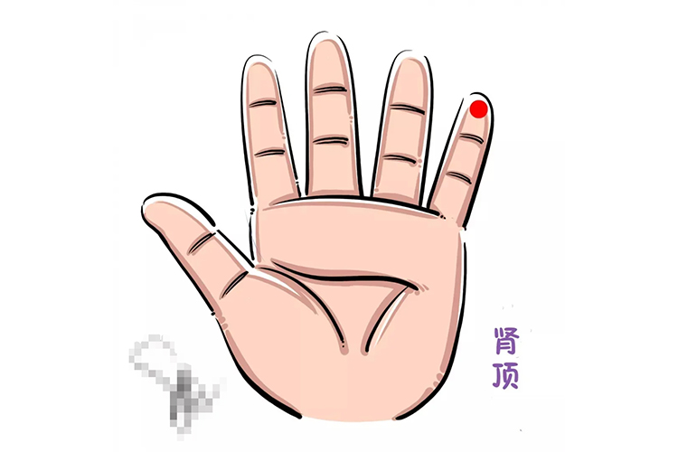 肾顶的准确位置图