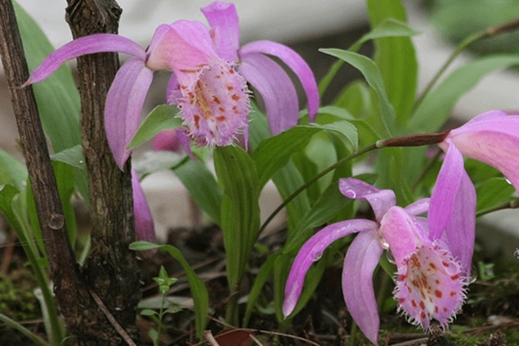 山慈菇独蒜兰植株图