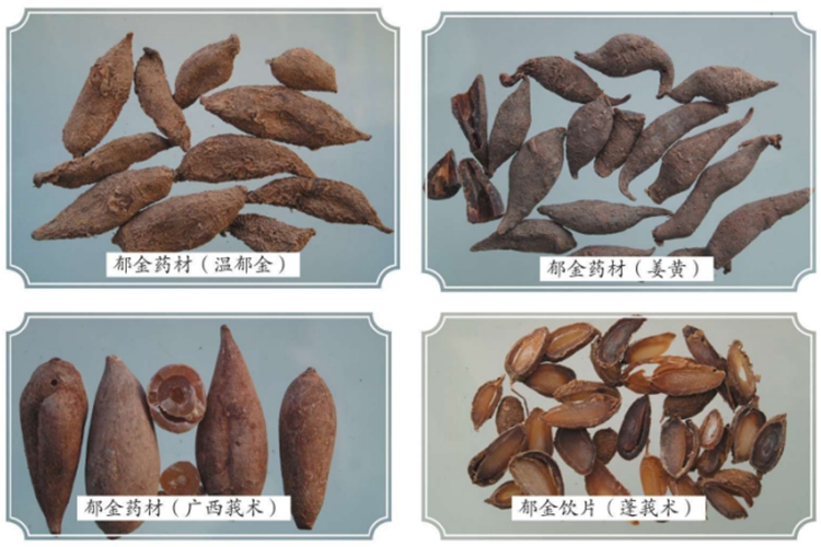 郁金药材图 郁金药材图