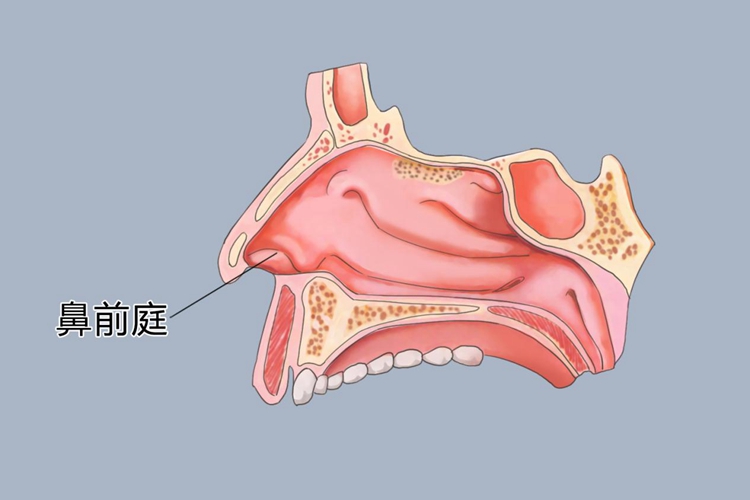 鼻前庭的位置图片图片