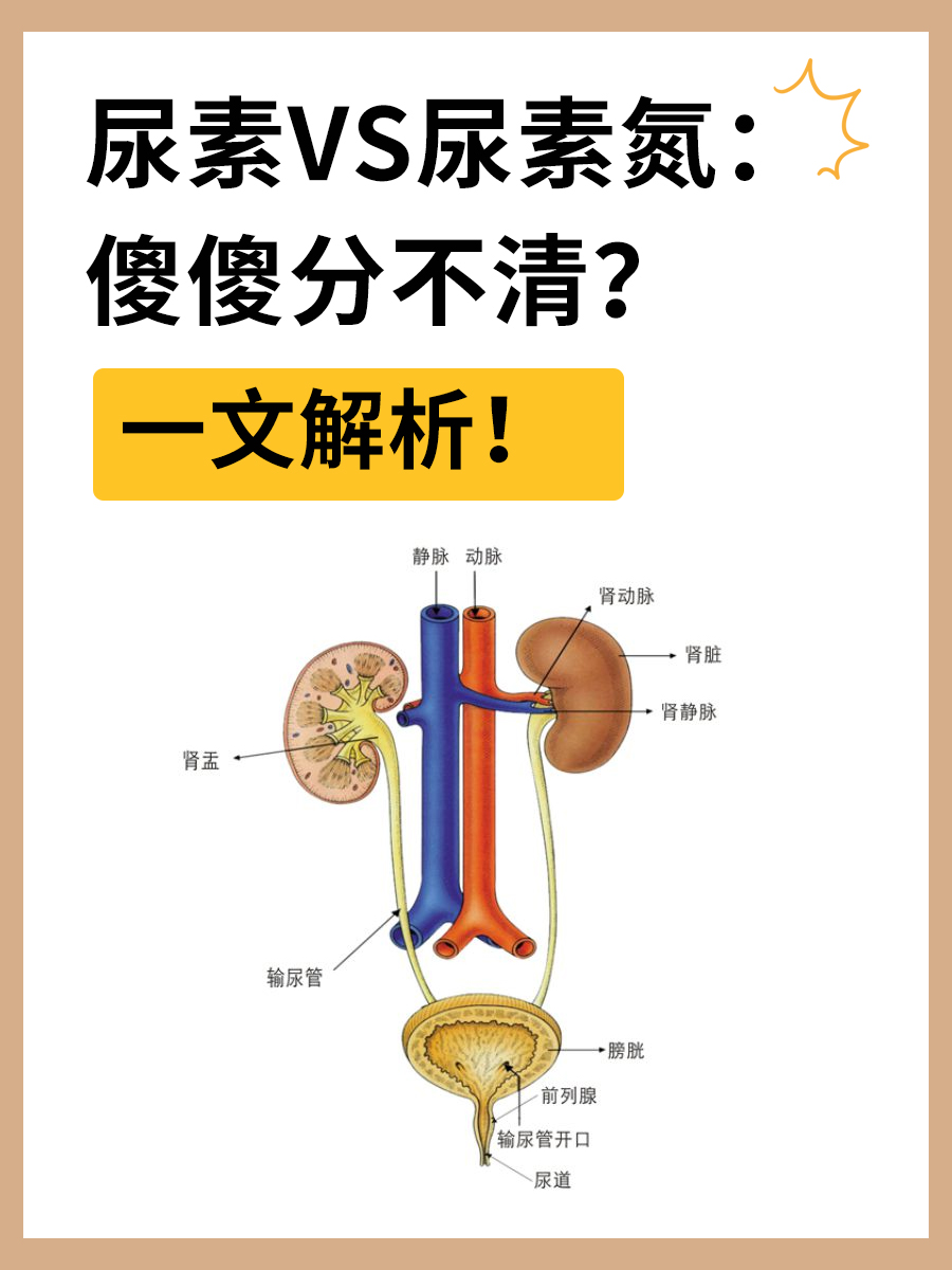 尿素VS尿素氮：傻傻分不清？一文解析！