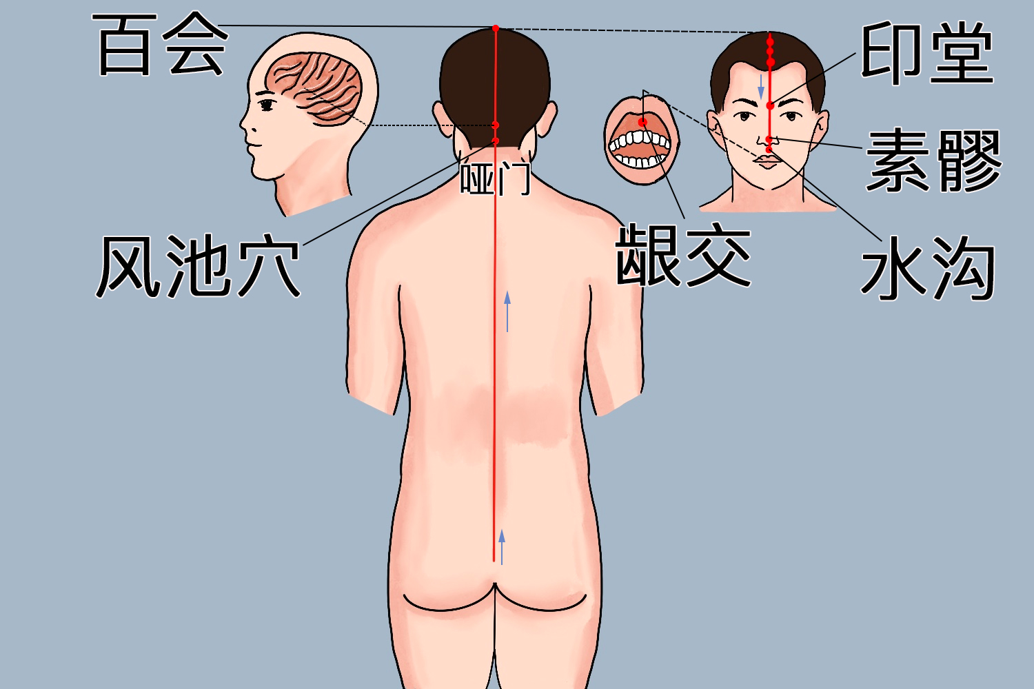 督脉循行路线图