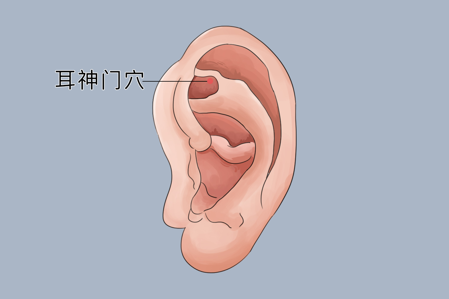 耳神门穴位置图 耳神门穴位置图
