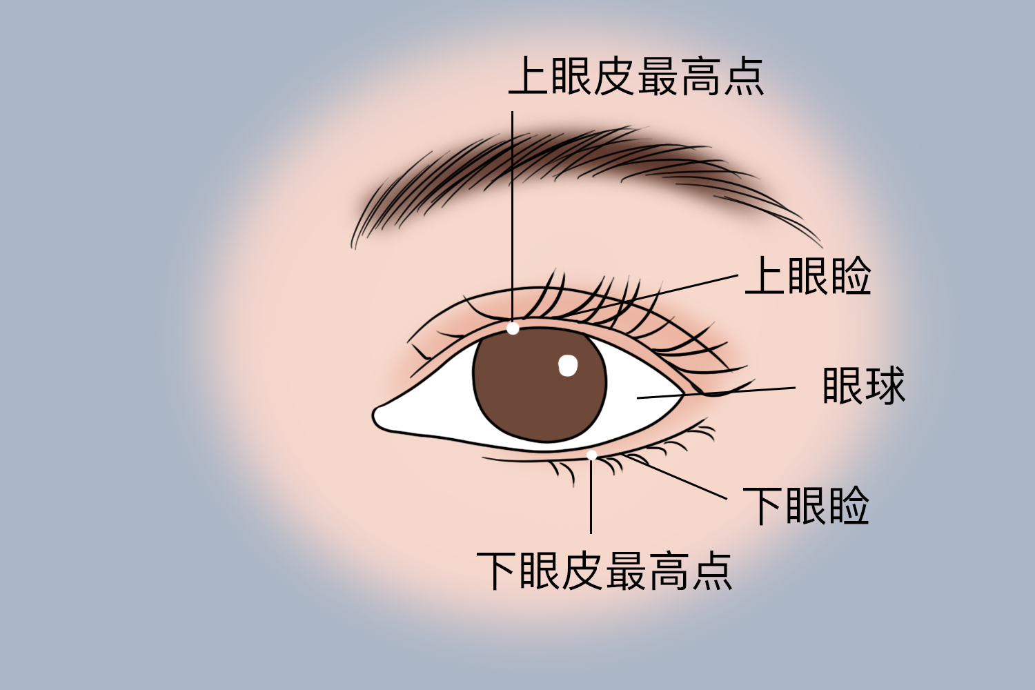 眼睑位置图