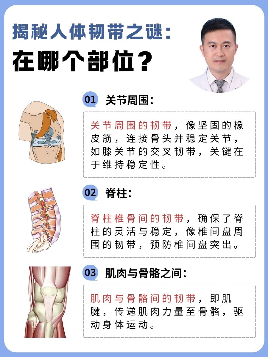 揭秘人体韧带之谜：在哪个部位？