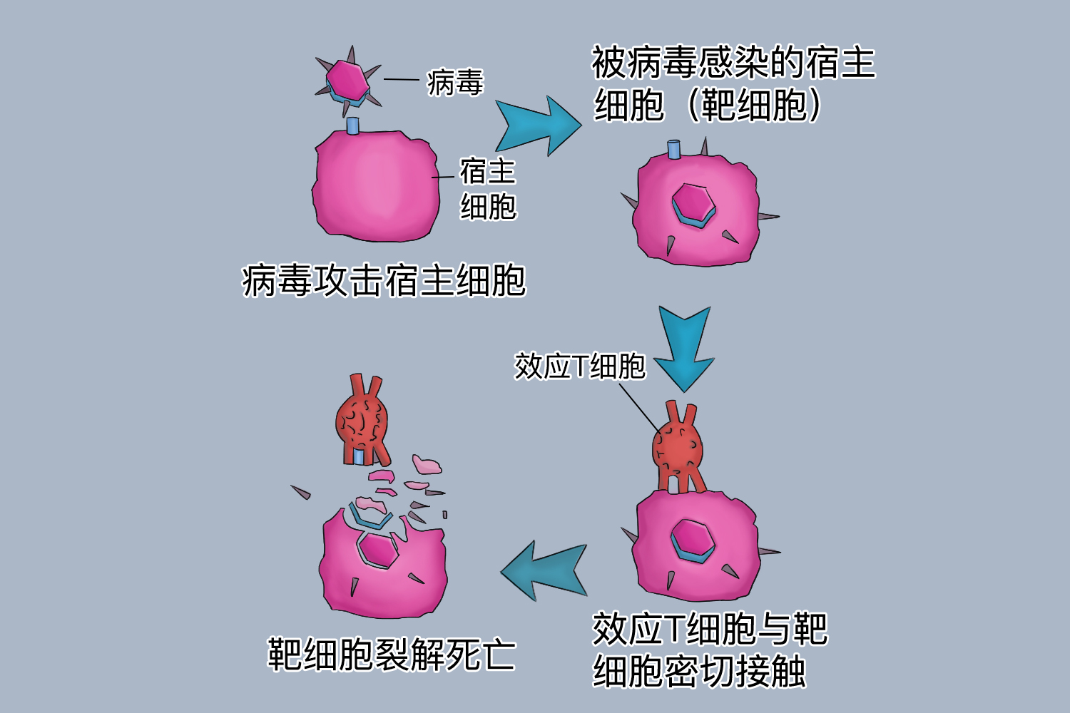 细胞免疫过程图