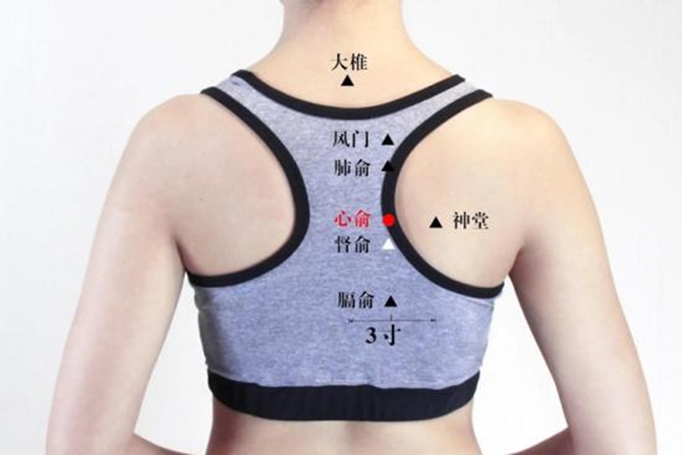 心俞穴位置图