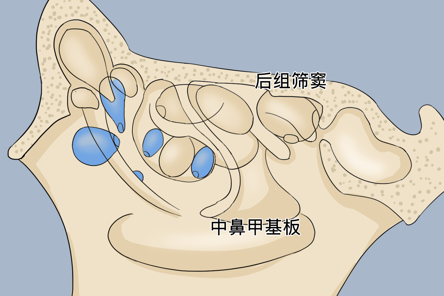 中鼻甲基板三维解剖图