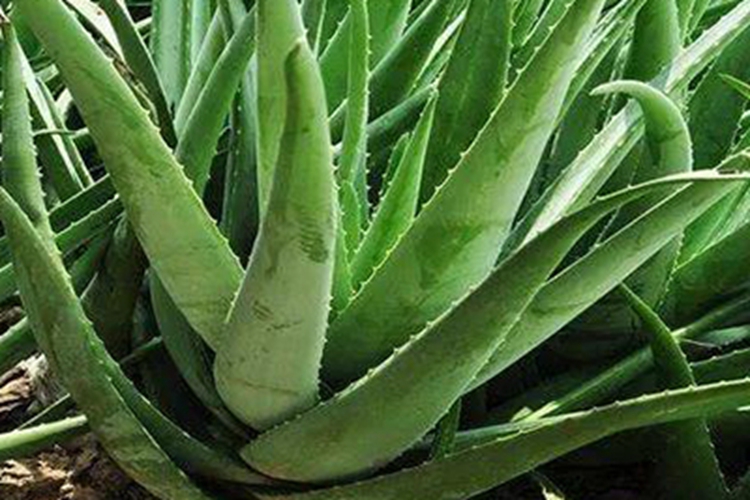芦荟原植株图