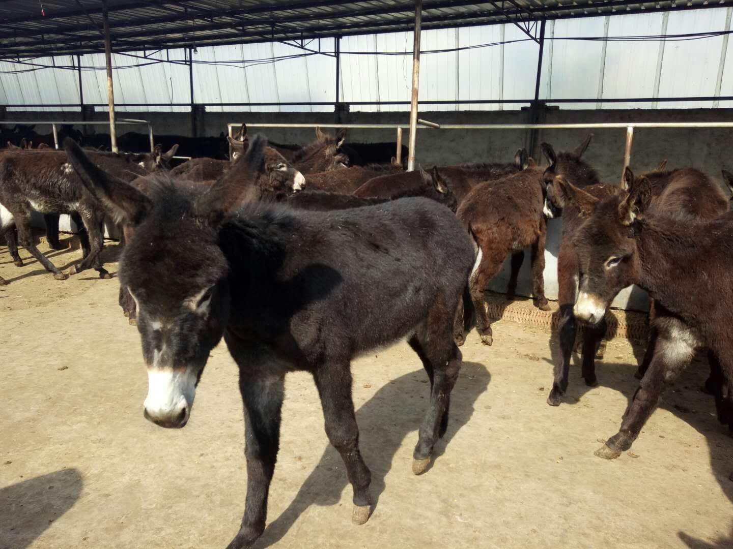 饲养肉驴的注意事项