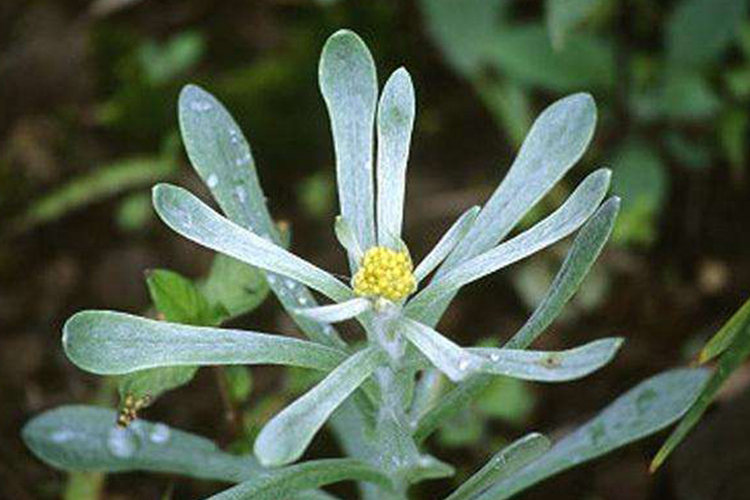 上青下白草药植物全株图