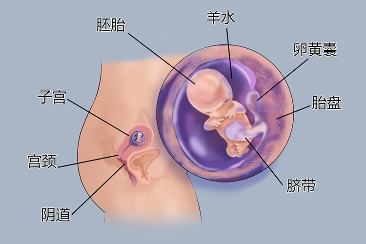 怀孕2个月胎儿图