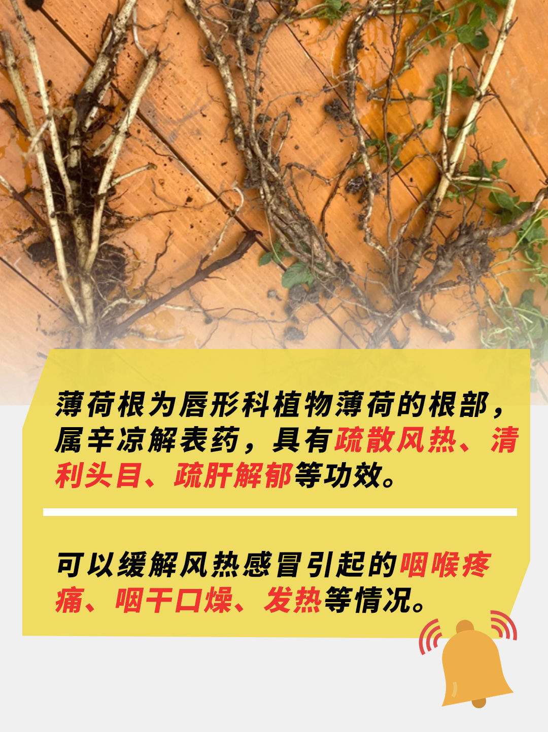 薄荷根有什么功效与作用？一起来了解吧！
