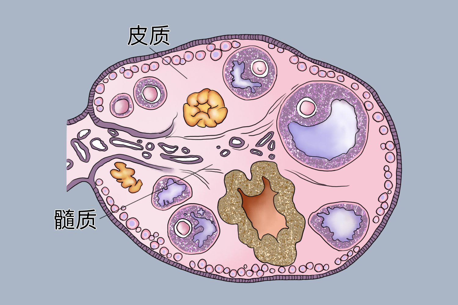 卵巢皮质和髓质示意图