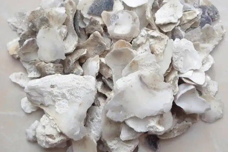 中药生牡蛎图 中药生牡蛎图