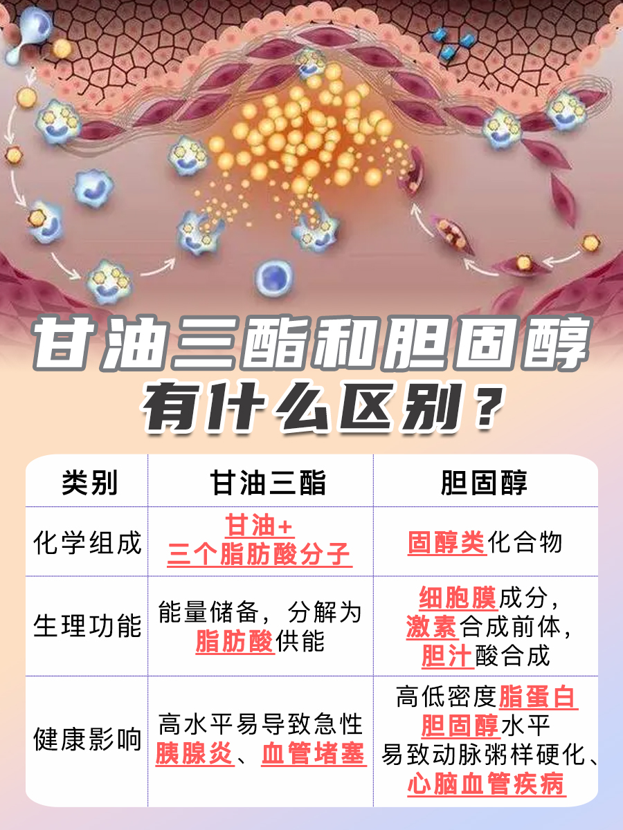 带你了解：甘油三酯和胆固醇的区别