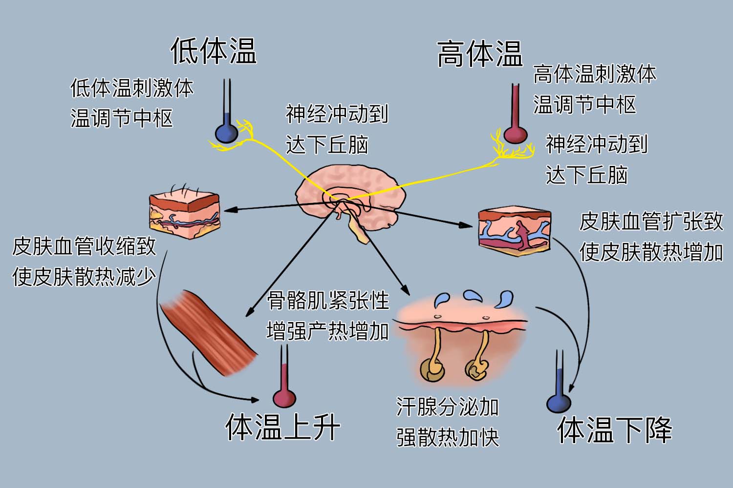 体温平衡调节示意图 体温平衡调节示意图