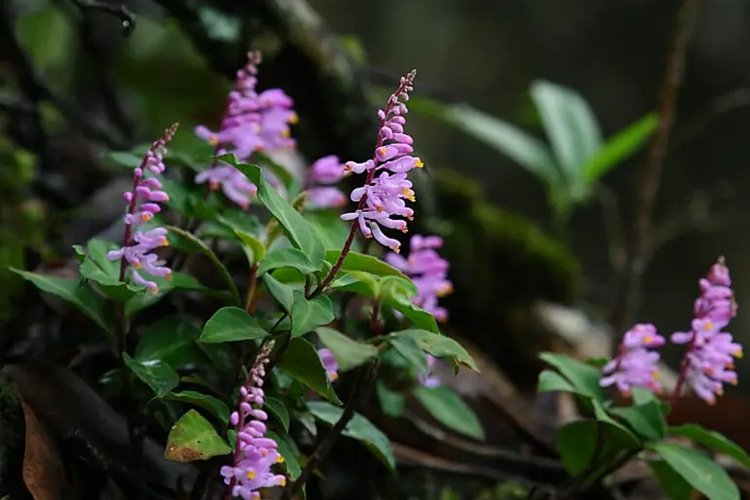 远志植株外观图