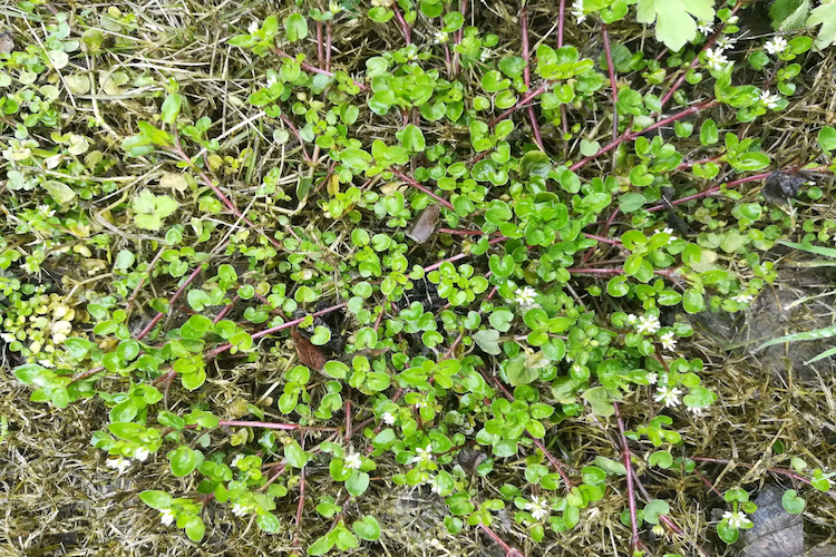 鹅肠草植株图 鹅肠草植株图