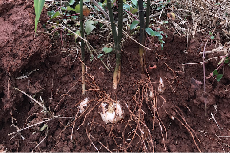 土中黄精图 土中黄精图